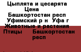 Цыплята и цесарята › Цена ­ 80 - Башкортостан респ., Уфимский р-н, Уфа г. Животные и растения » Птицы   . Башкортостан респ.